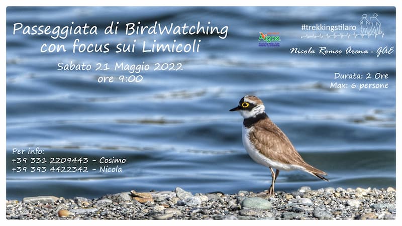 Passeggiata di BirdWatching - Limicoli 21 maggio 2022 locandina