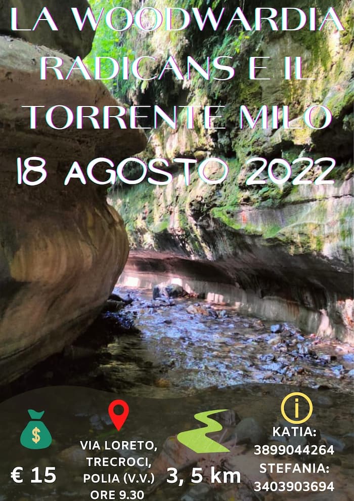 La Woodwardia radicans e il torrente Milo 18 agosto 2022 a Polia locandina